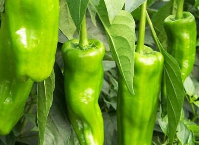 果蔬農(nóng)殘測(cè)定儀 果蔬農(nóng)殘測(cè)定儀