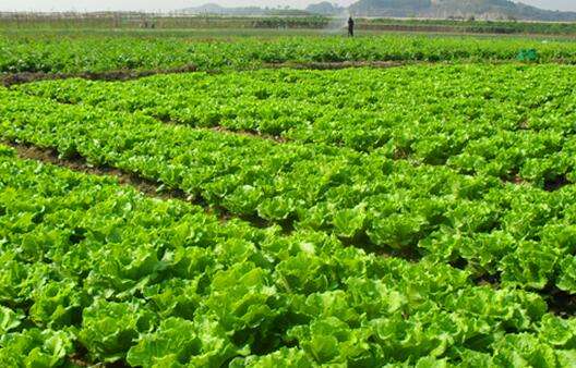 農(nóng)藥殘留超標(biāo)，不用怕，食品安全檢測(cè)儀幫您檢測(cè)