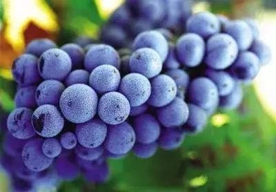 食品安全檢測儀 食品安全檢測儀