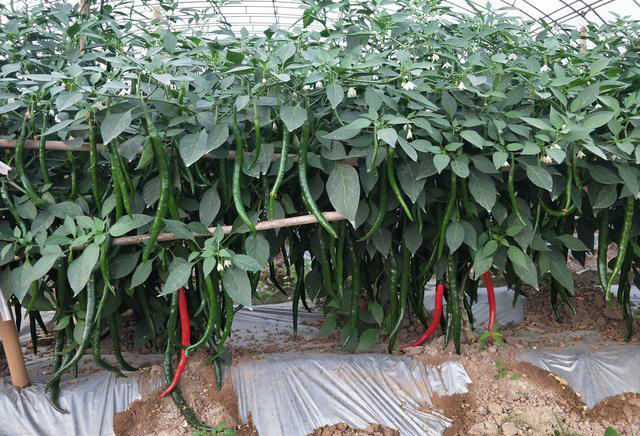 食品安全檢測(cè)儀 食品安全檢測(cè)儀