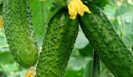 農(nóng)殘快速檢測(cè)儀 農(nóng)殘快速檢測(cè)儀