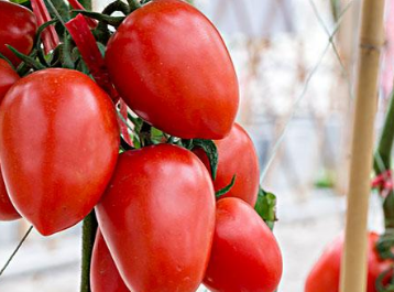 食品安全快速檢測儀 食品安全快速檢測儀