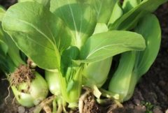 山東云唐農(nóng)殘快速檢測儀有哪些優(yōu)勢？