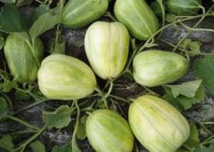 農(nóng)殘檢測需要實驗室送檢嗎？