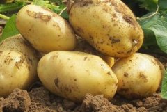 農(nóng)藥殘留超標(biāo)的標(biāo)準(zhǔn)是什么，如何檢測？