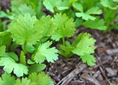 如何使用農(nóng)藥殘留速測(cè)儀避免農(nóng)殘超標(biāo)問(wèn)題？