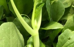 有機(jī)蔬菜更有必要進(jìn)行農(nóng)殘檢測(cè)嗎？